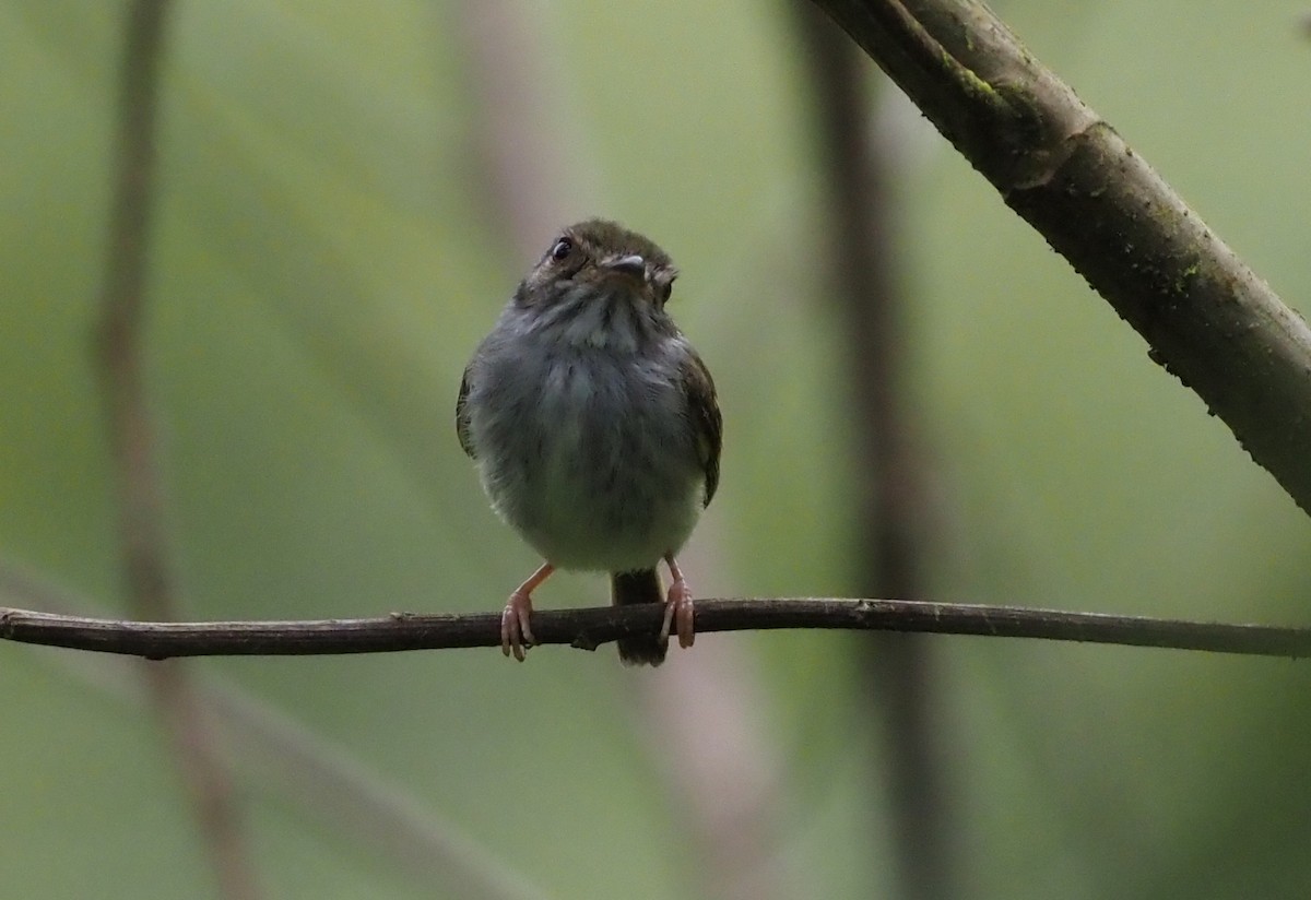 White-bellied Pygmy-Tyrant - Stephan Lorenz