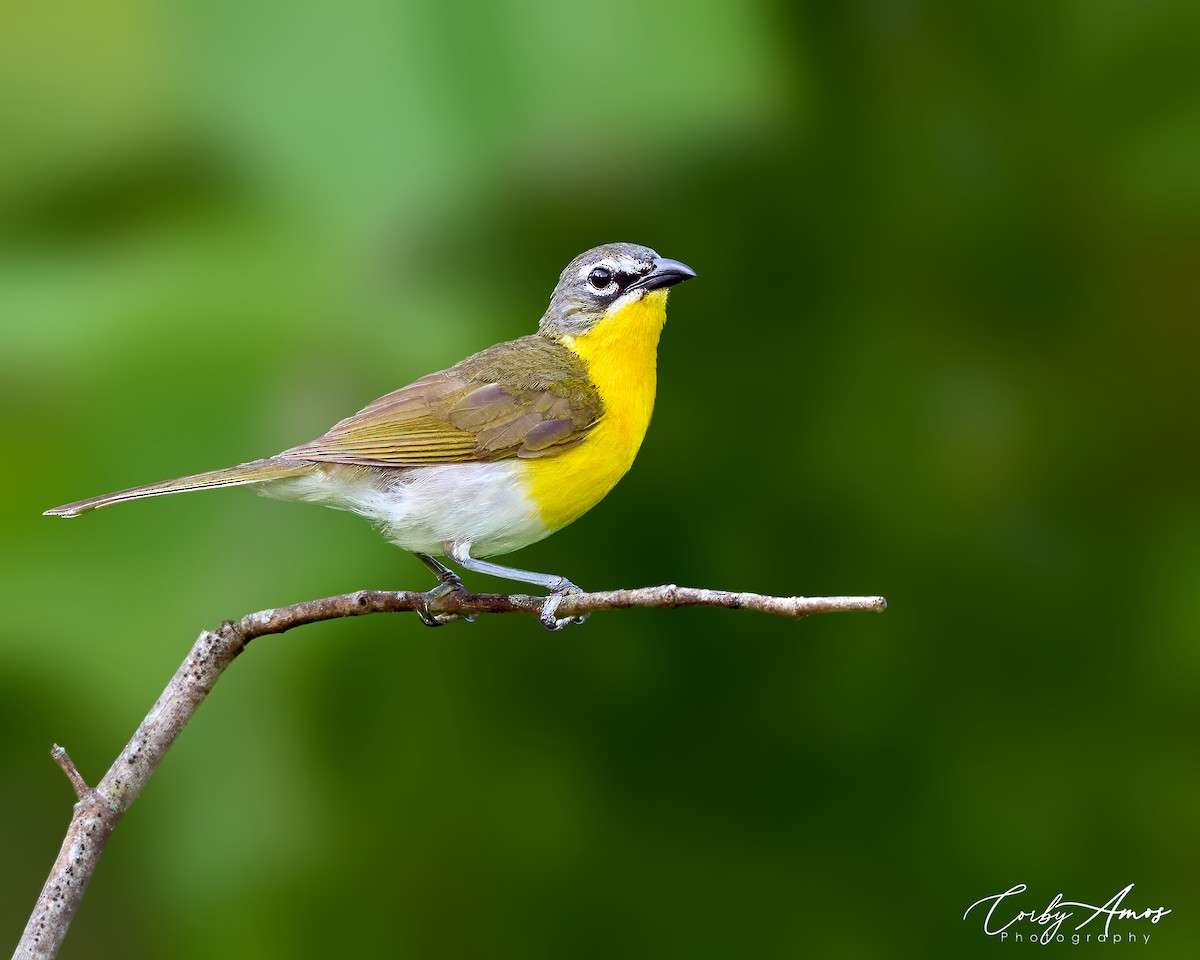 Yellow-breasted Chat - ML621204665