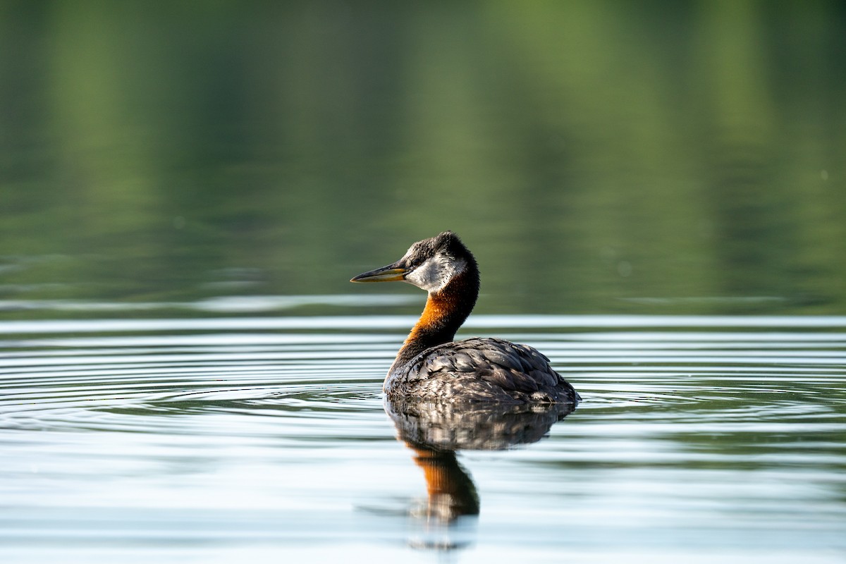 Red-necked Grebe - ML621204667