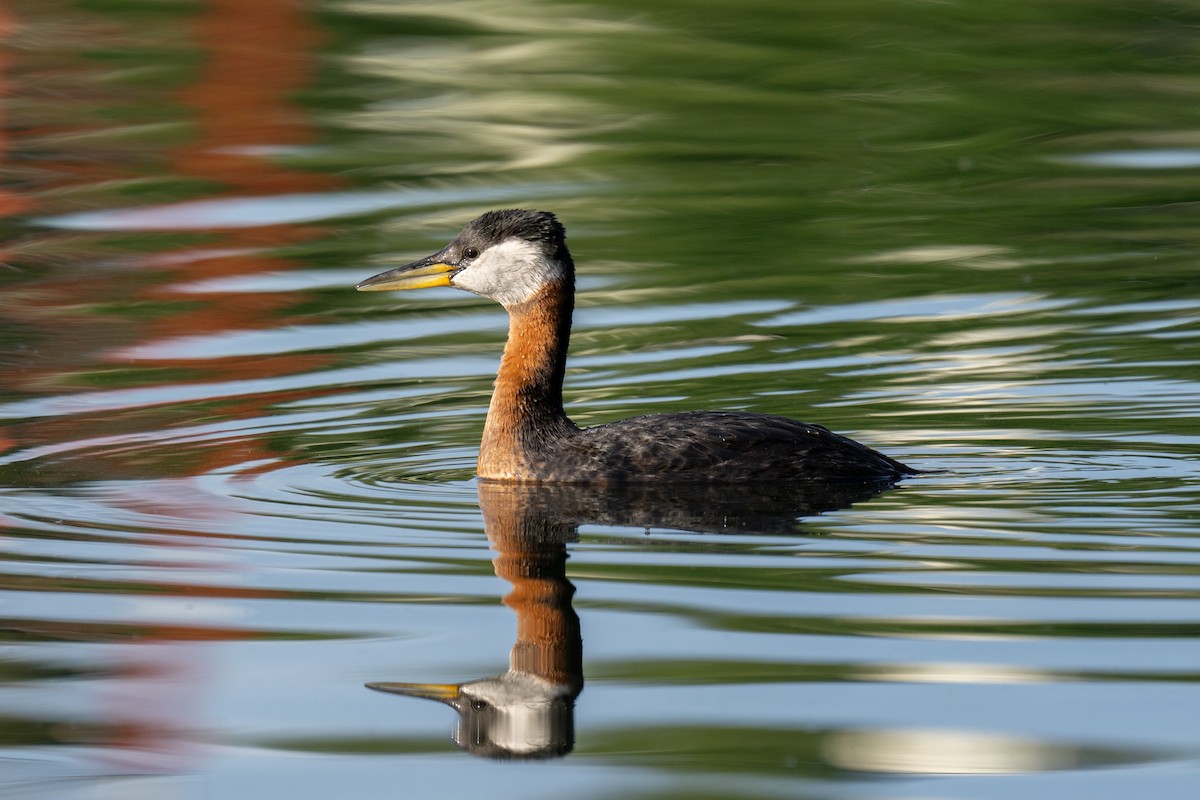 Red-necked Grebe - ML621204668