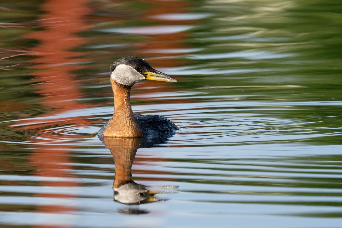 Red-necked Grebe - ML621204669