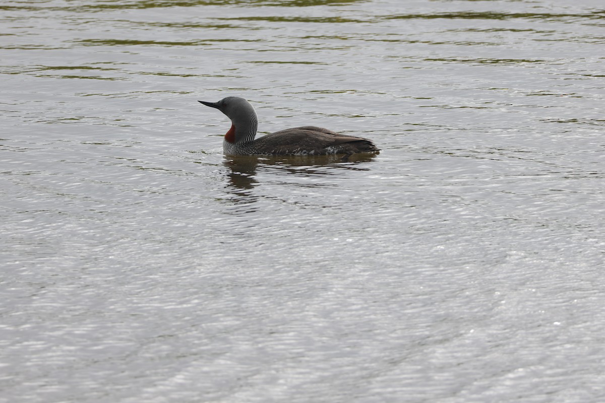 Red-throated Loon - ML621204682