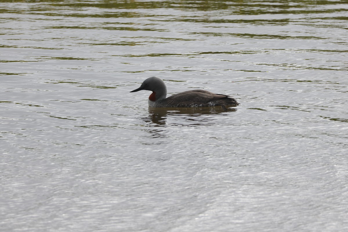 Red-throated Loon - ML621204683