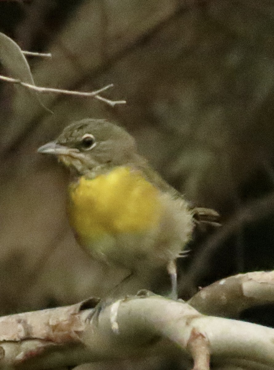 Yellow-breasted Chat - ML621204760