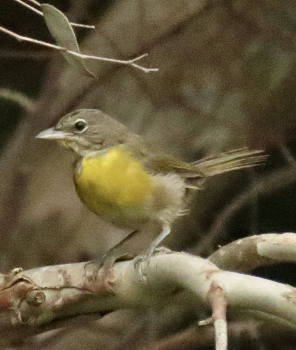 Yellow-breasted Chat - ML621204761
