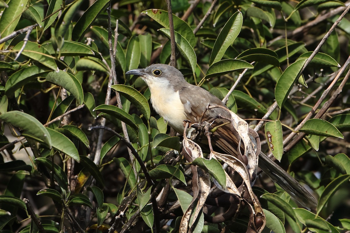 Dark-billed Cuckoo - ML621204770