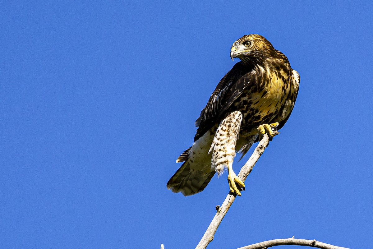 Red-tailed Hawk - ML621204806