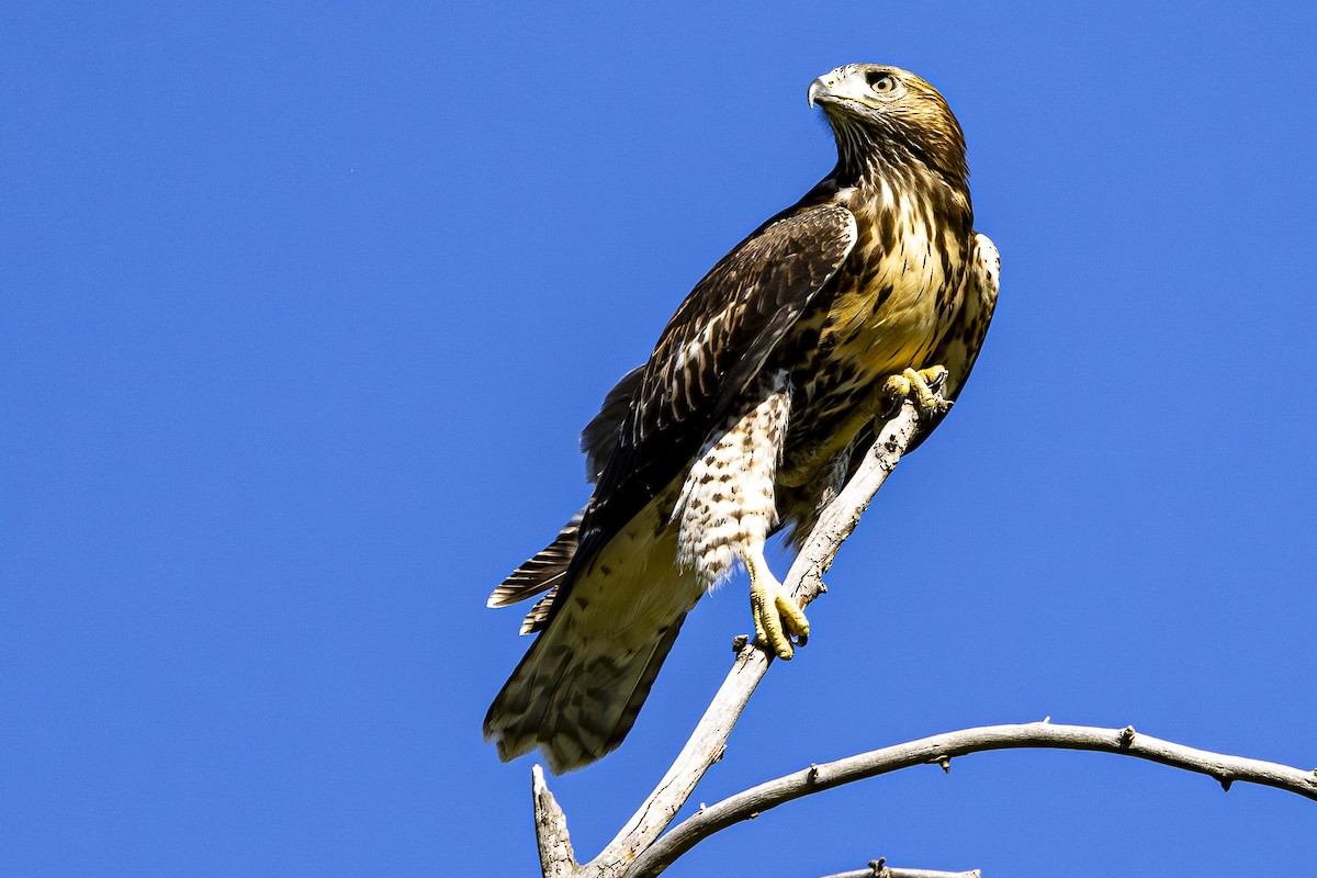 Red-tailed Hawk - ML621204807