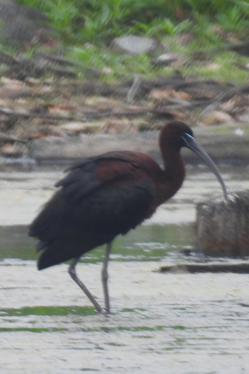 ibis hnědý - ML621204810