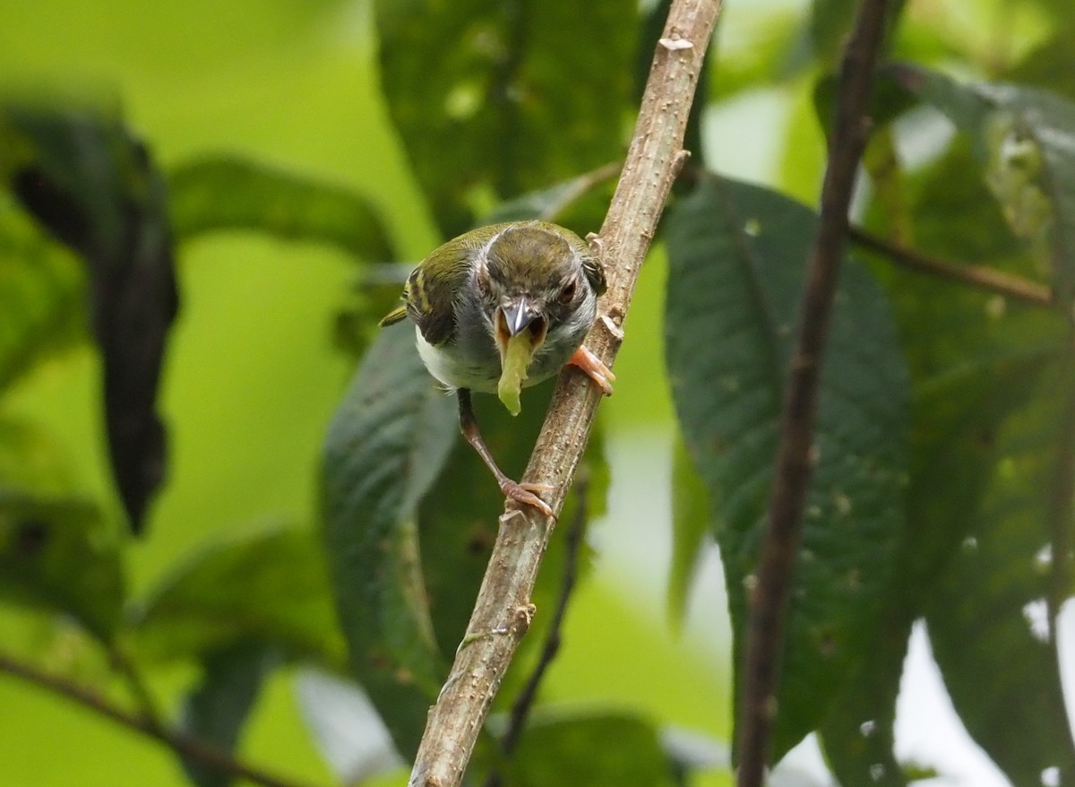 White-bellied Pygmy-Tyrant - ML621204823