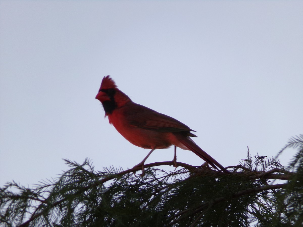 Cardinal rouge - ML621204840