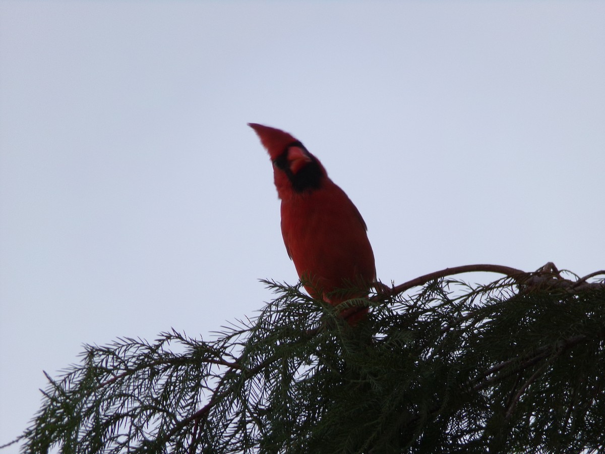 Cardinal rouge - ML621204841