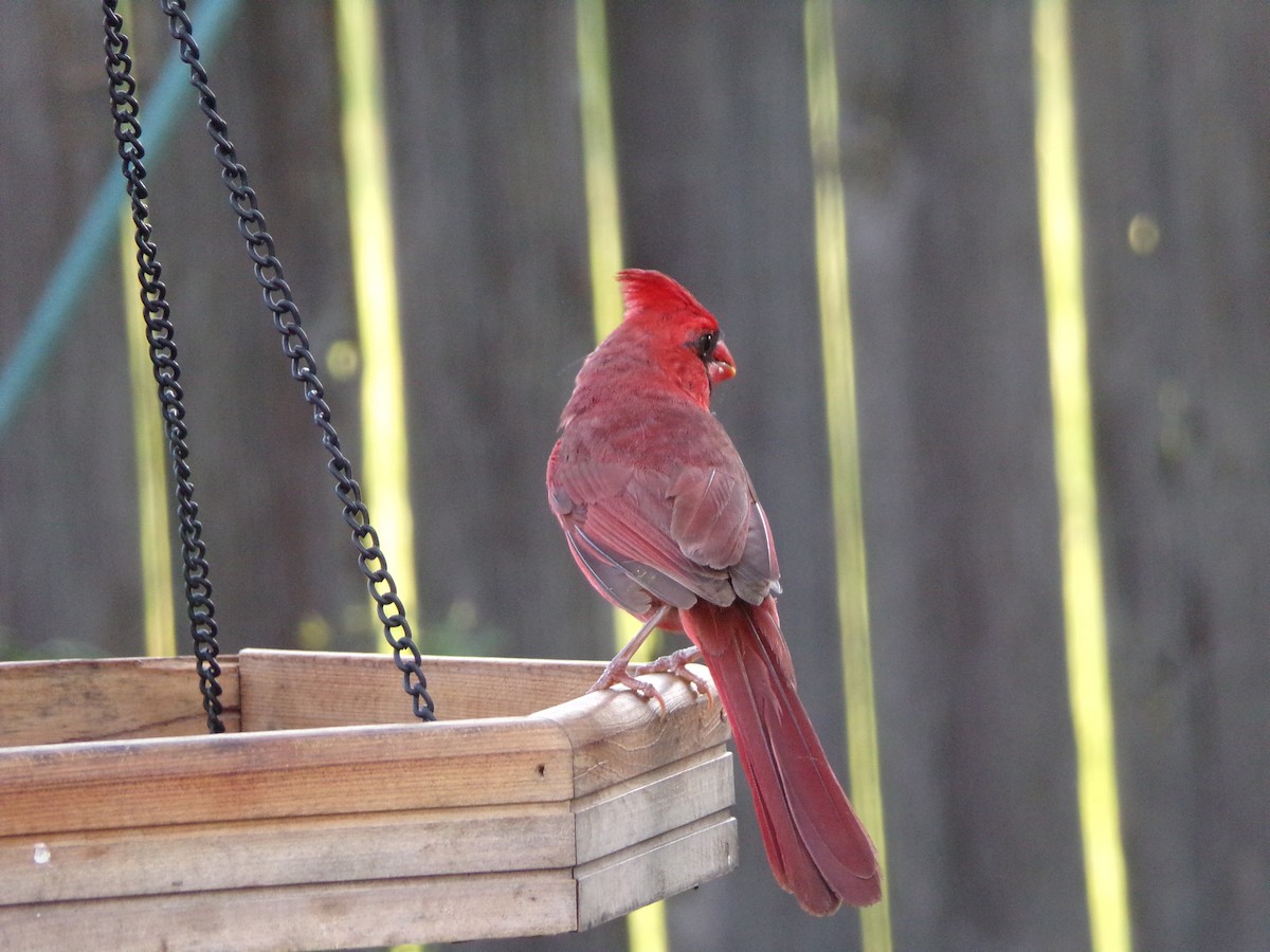 Cardinal rouge - ML621204843