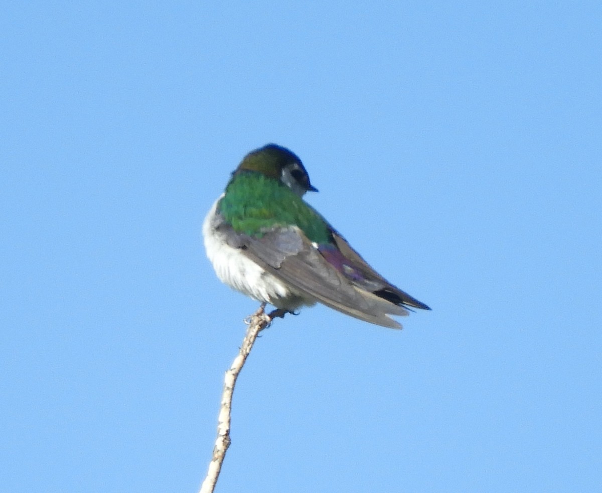 Violet-green Swallow - ML621204853