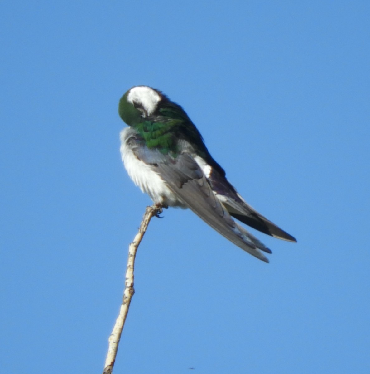 Violet-green Swallow - ML621204854