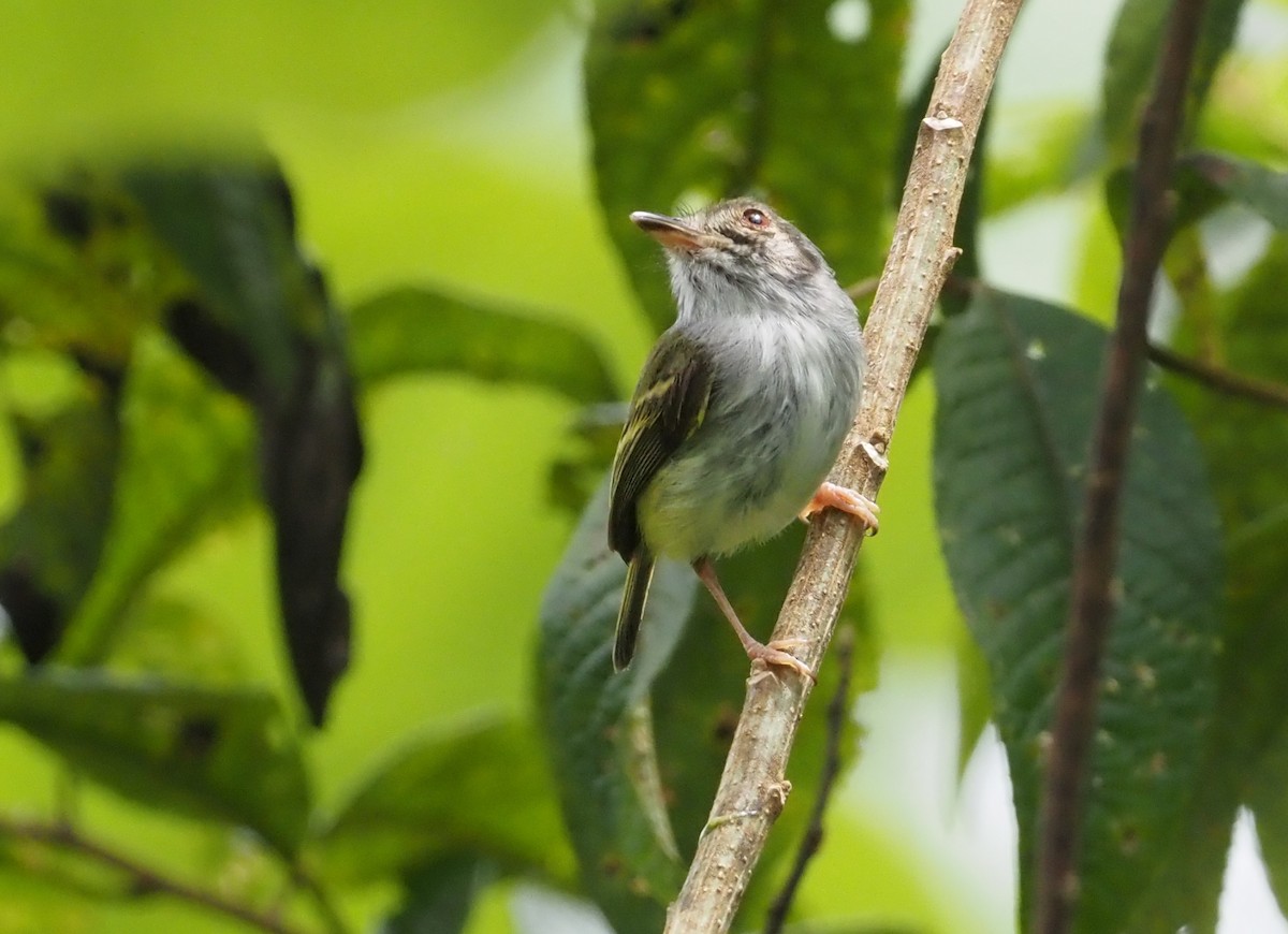 White-bellied Pygmy-Tyrant - ML621204875