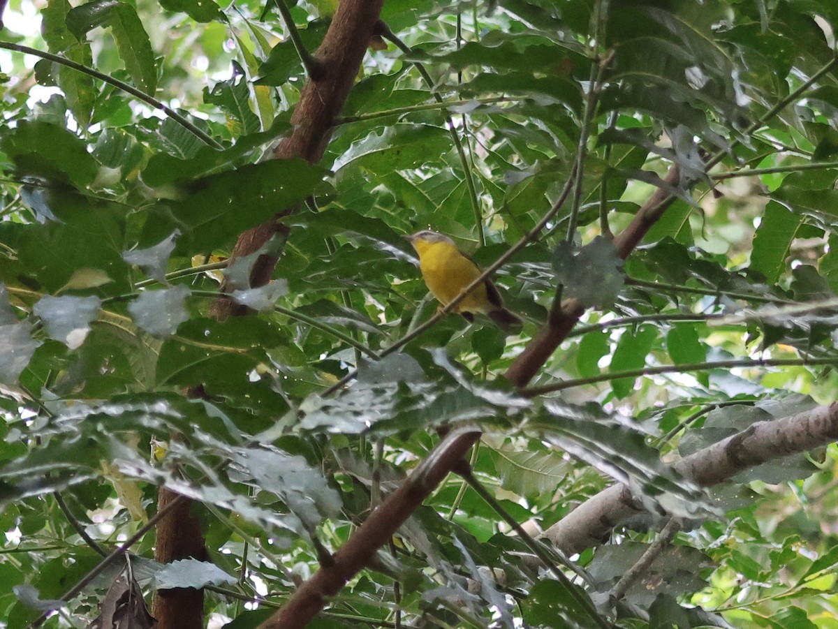 Golden-crowned Warbler - ML621204880