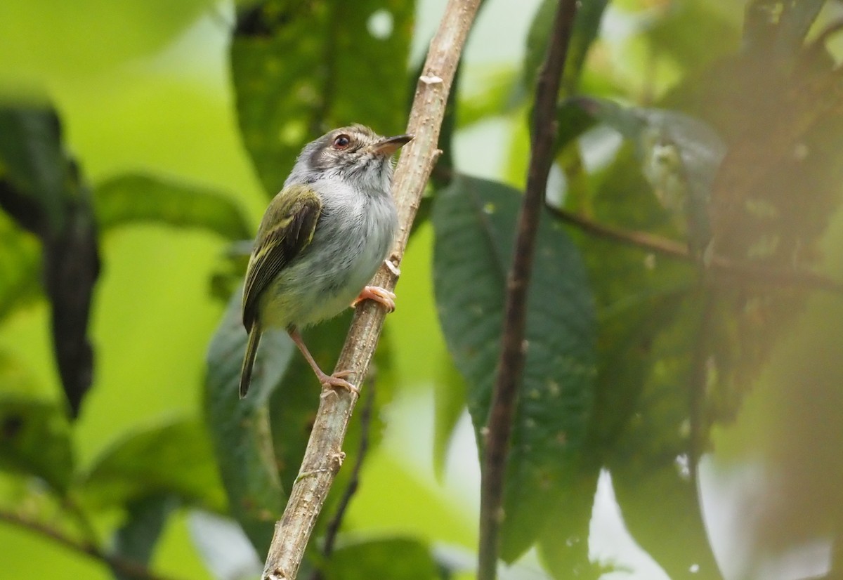 White-bellied Pygmy-Tyrant - ML621204884