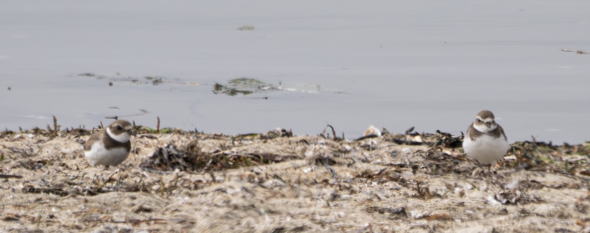 Semipalmated Plover - ML621204892