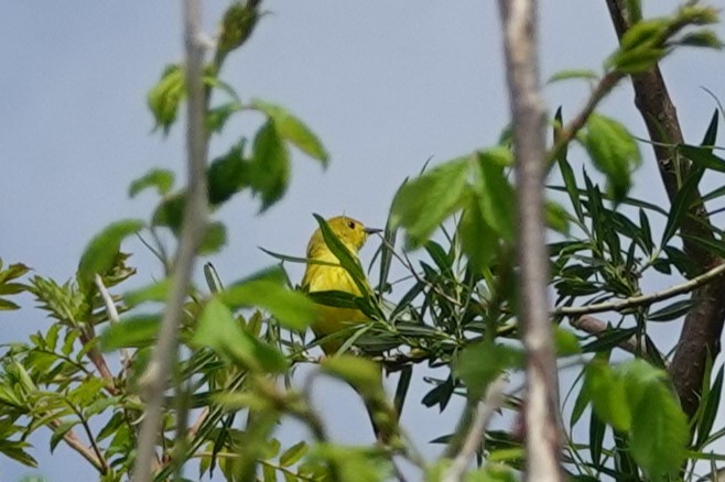 Yellow Warbler - ML621204910