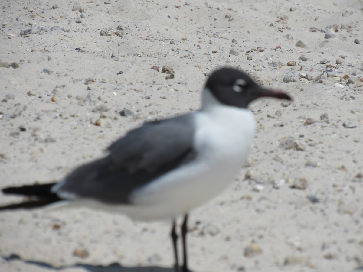 Laughing Gull - Martin Parker