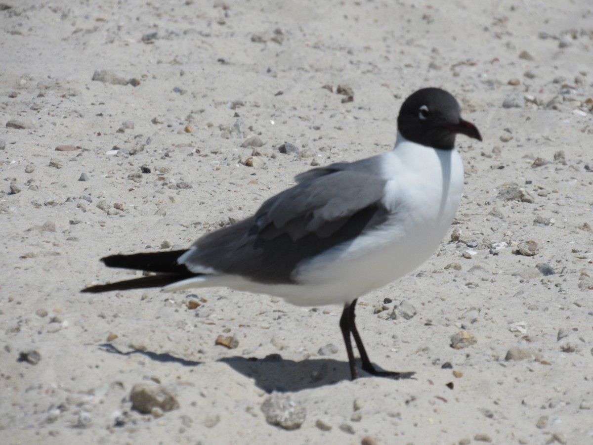 Laughing Gull - ML621204915