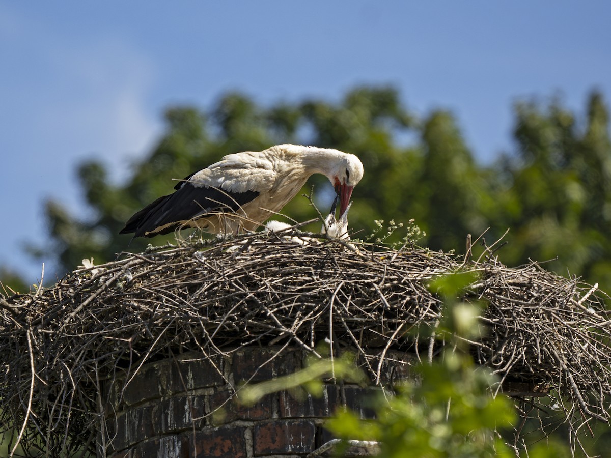 White Stork - ML621204929