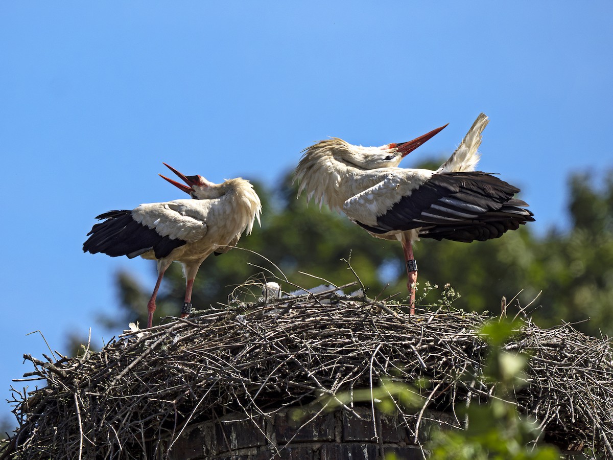 White Stork - ML621204930