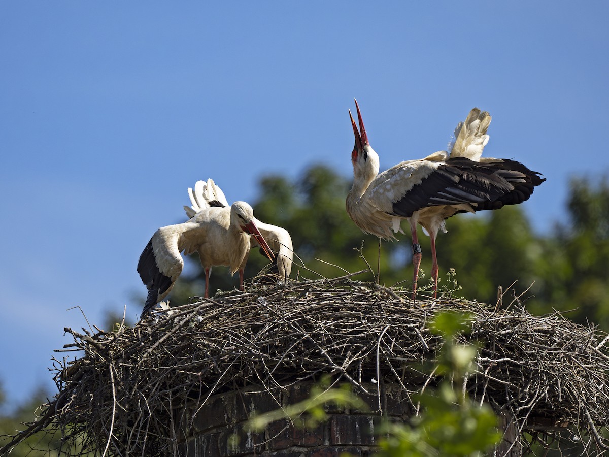 White Stork - ML621204931