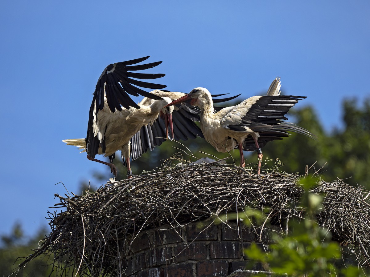 White Stork - ML621204932
