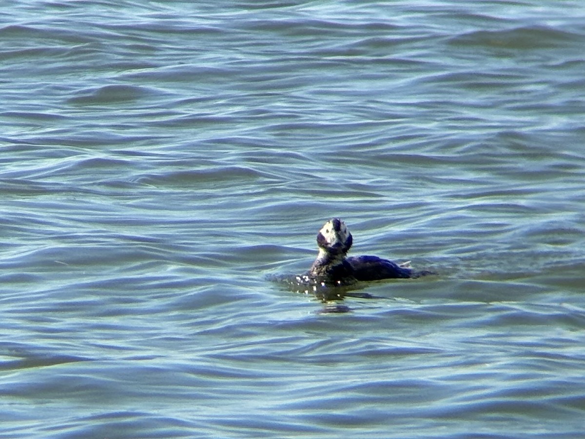 Long-tailed Duck - ML621204960