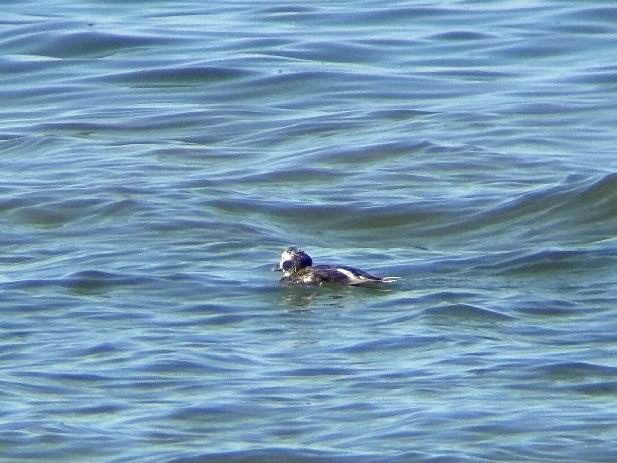 Long-tailed Duck - ML621204962