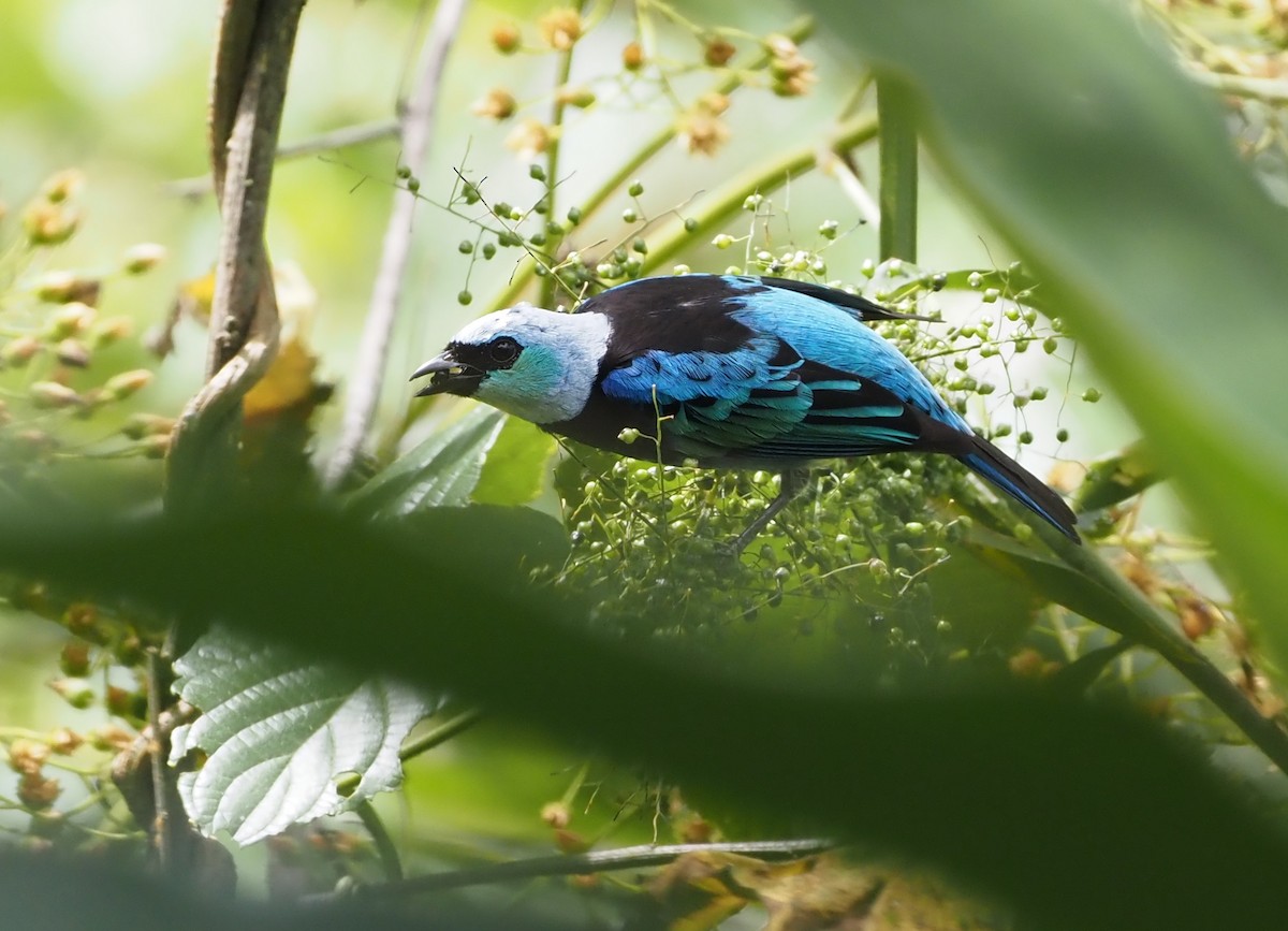 Masked Tanager - ML621204973