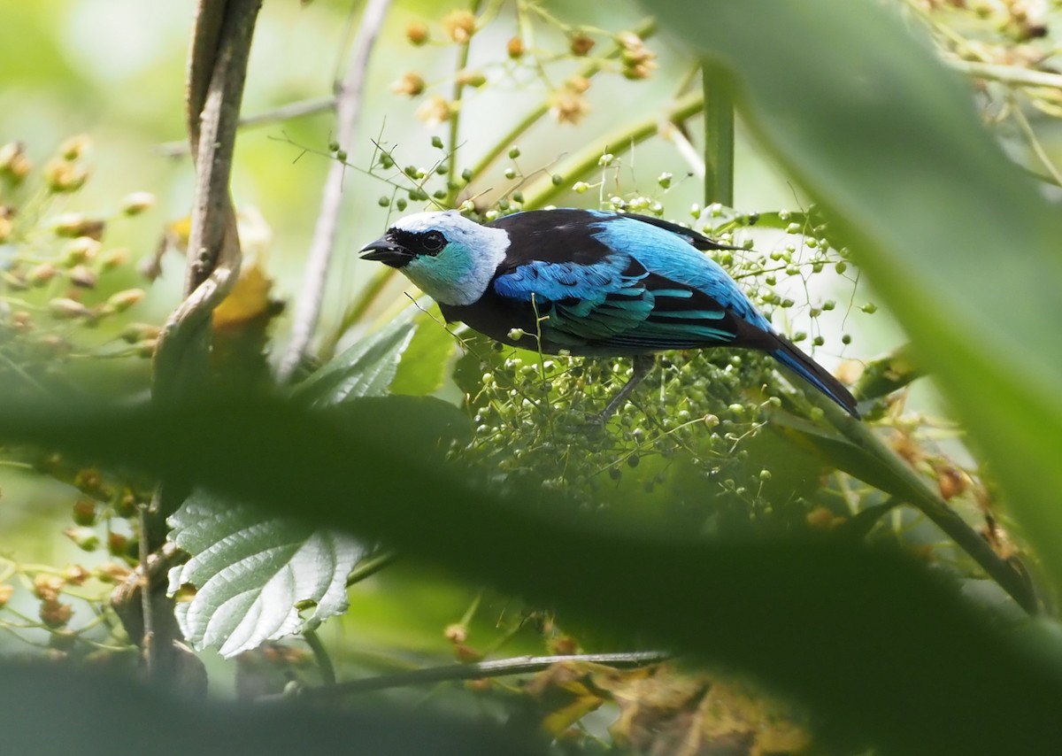 Masked Tanager - ML621204983