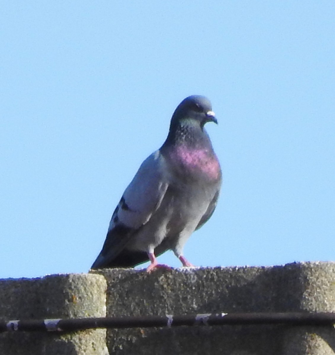 Pigeon biset (forme domestique) - ML621204986