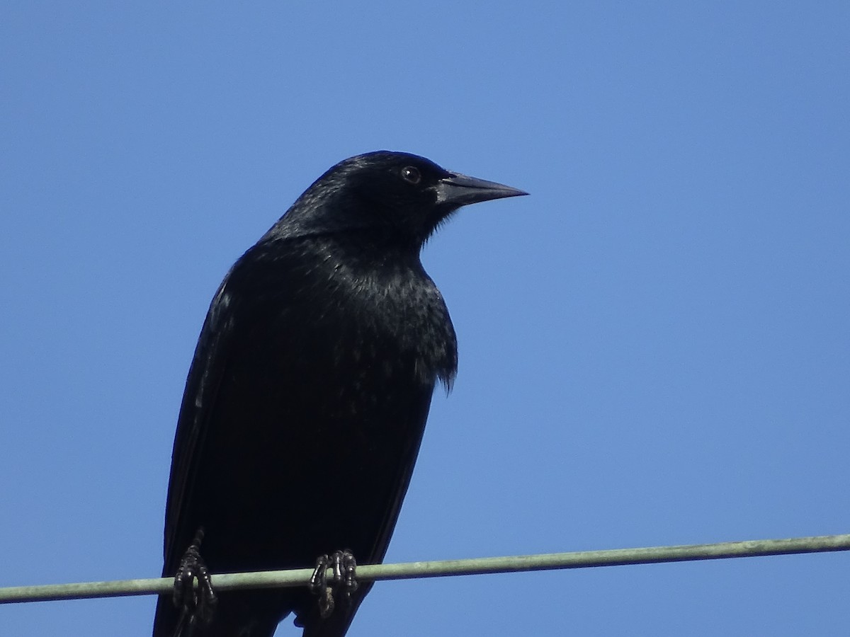 Austral Blackbird - ML621205034