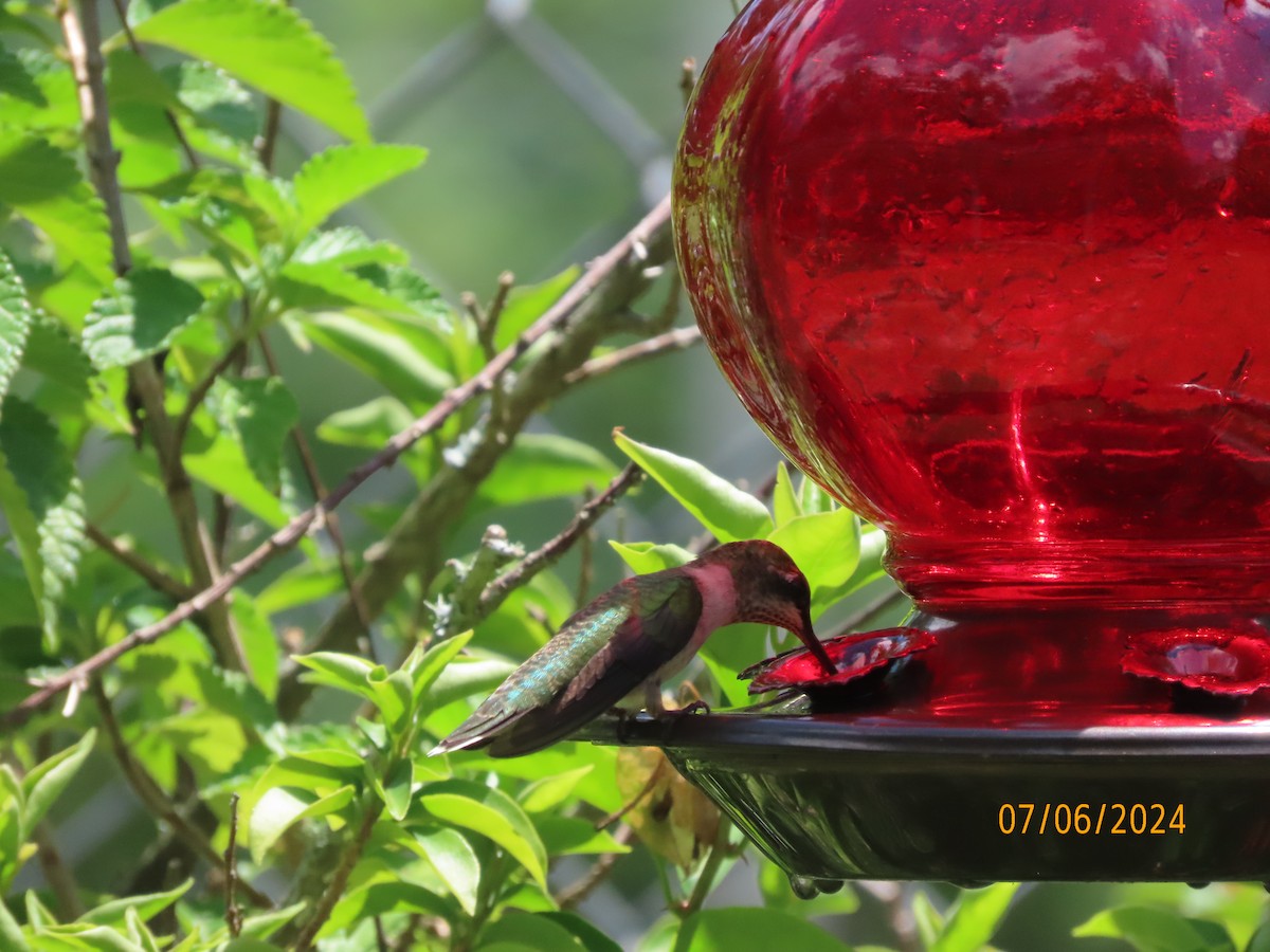 Рубиновогорлый колибри - ML621205038