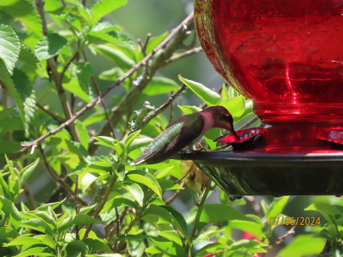 Рубиновогорлый колибри - ML621205039