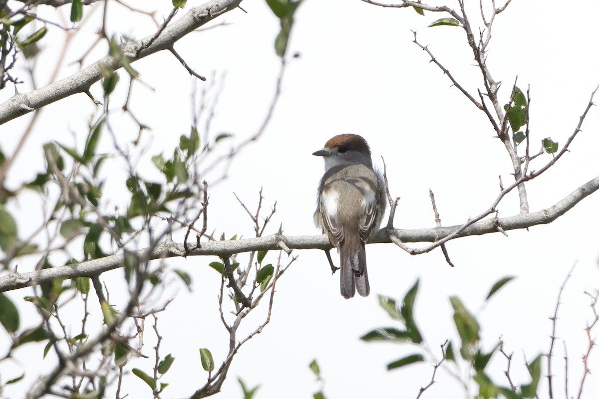 White-naped Xenopsaris - ML621205046