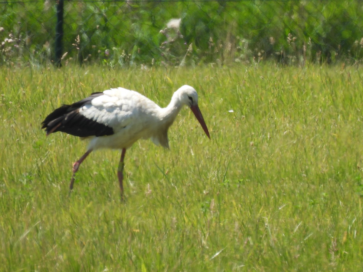 White Stork - ML621205050