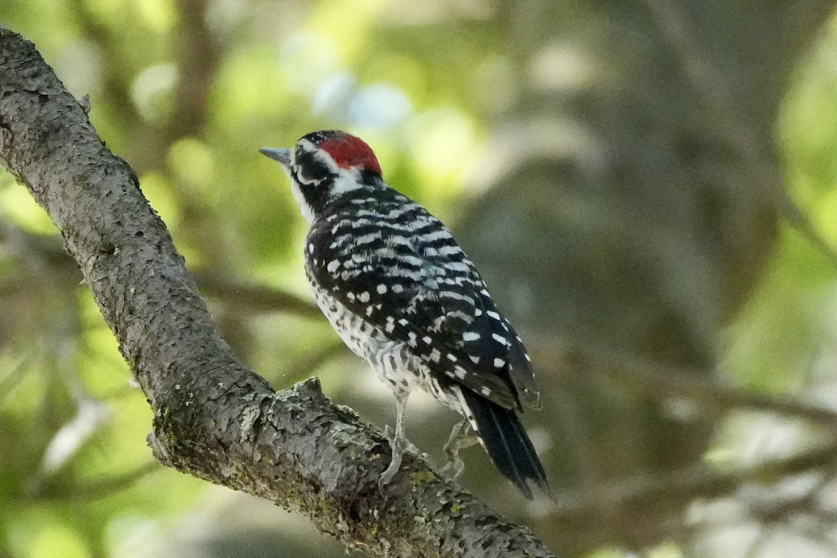 Nuttall's Woodpecker - ML621205121