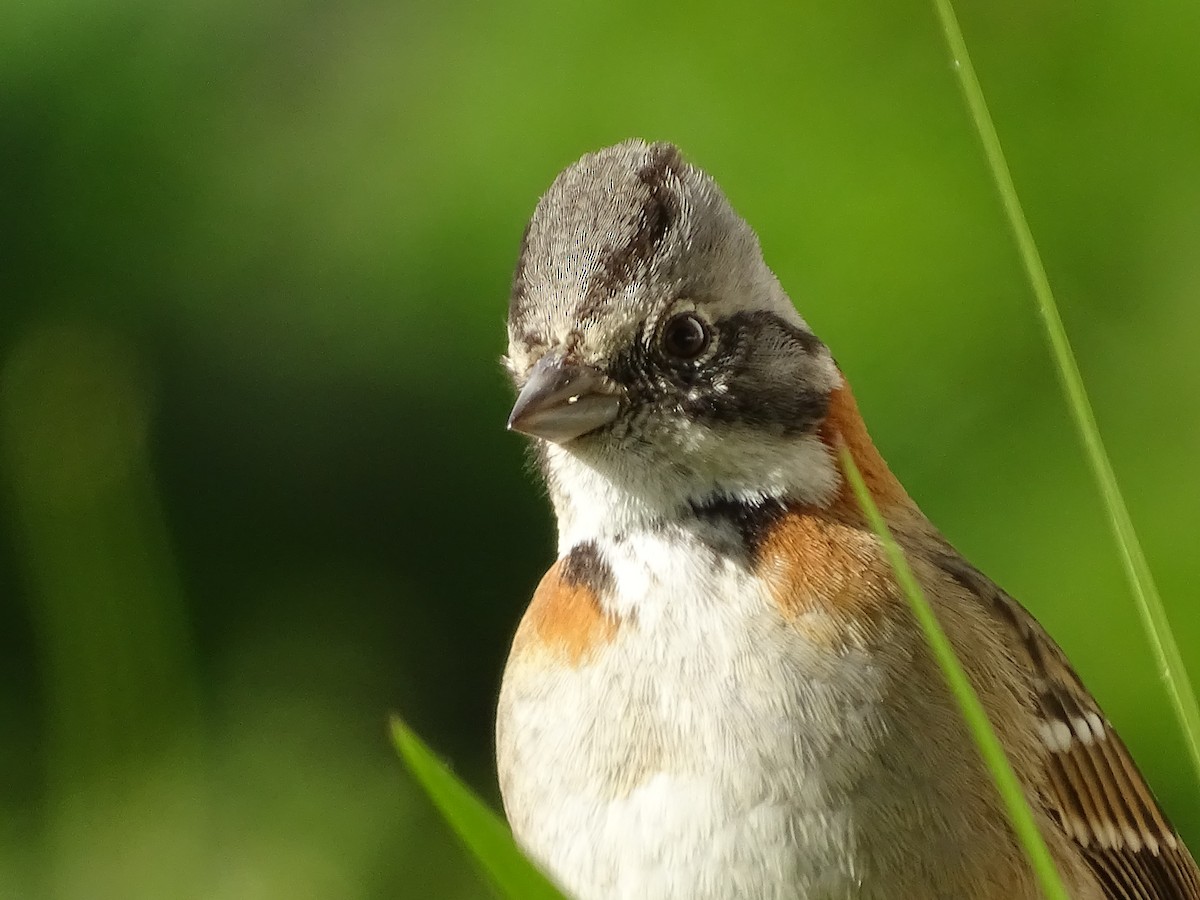 Rufous-collared Sparrow - ML621205154