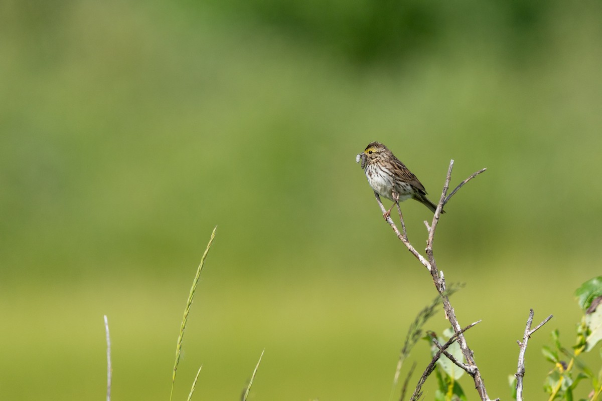 Savannah Sparrow - ML621205159