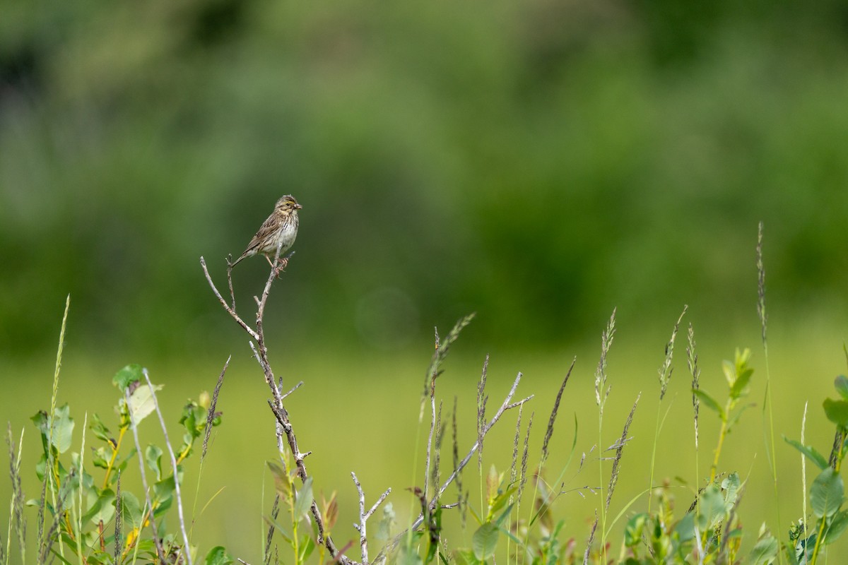 Savannah Sparrow - ML621205160