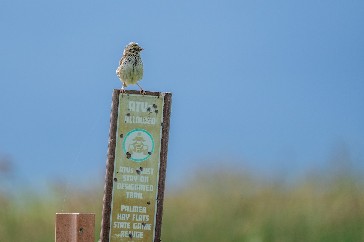 Savannah Sparrow - ML621205161