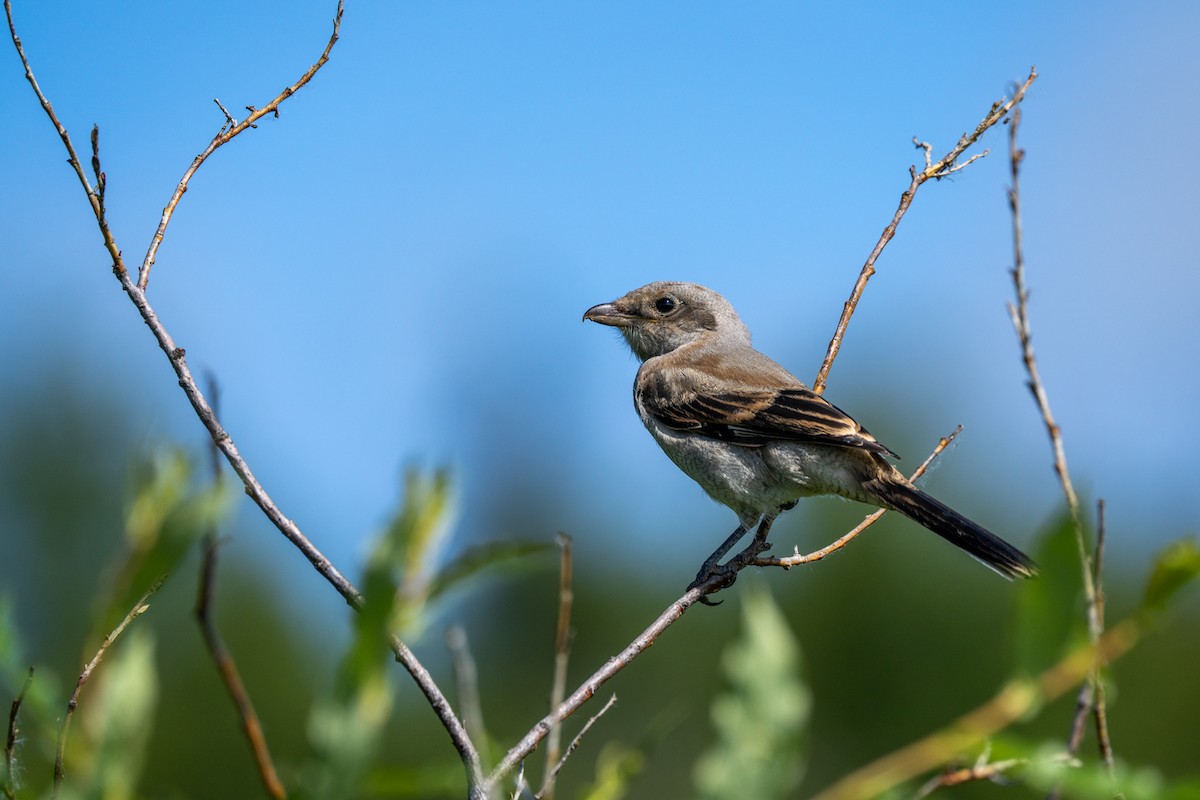 Northern Shrike - ML621205175