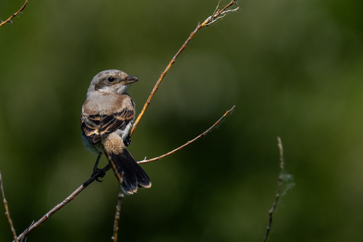 Northern Shrike - ML621205176