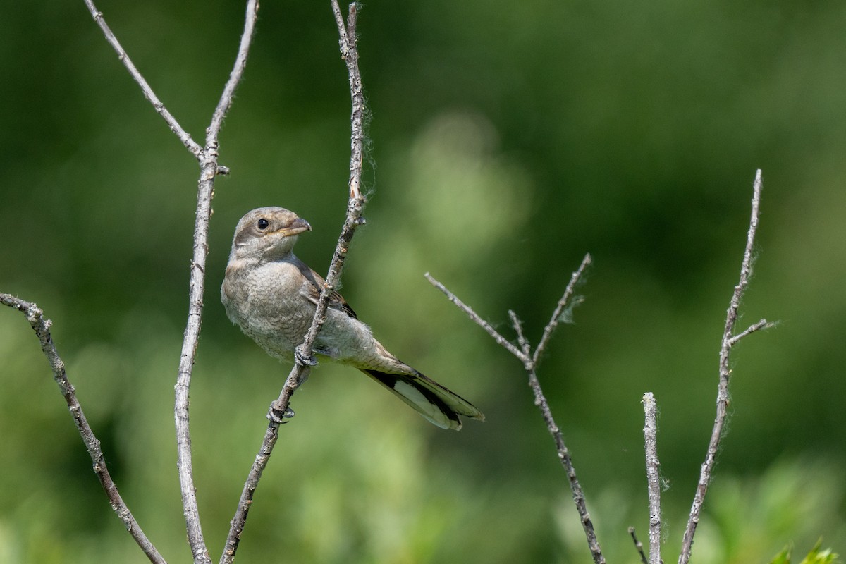 Northern Shrike - ML621205177