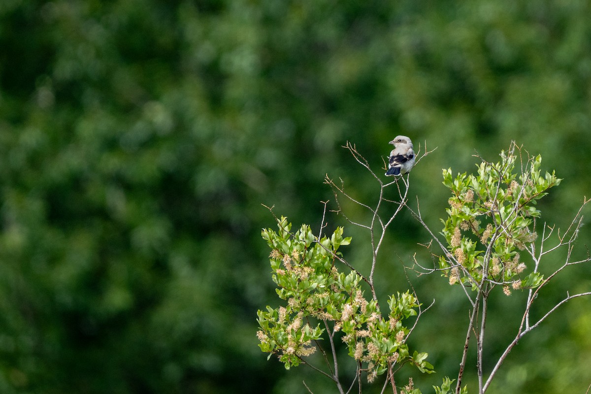 Northern Shrike - ML621205178