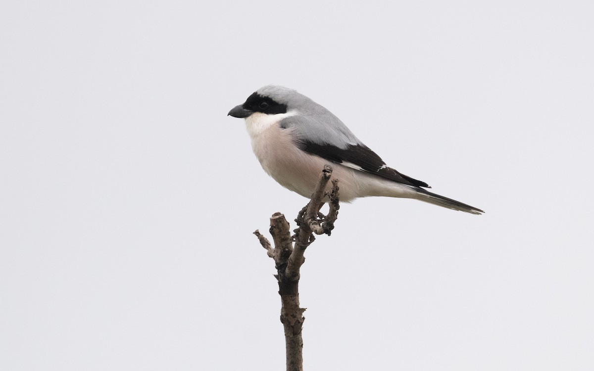 Lesser Gray Shrike - ML621205191
